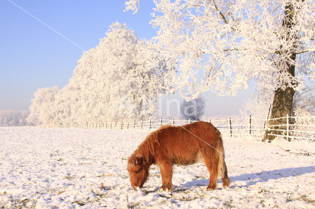 Pony (Equus spp)