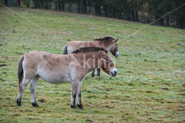 Przewalskipaard (Equus przewalskii)