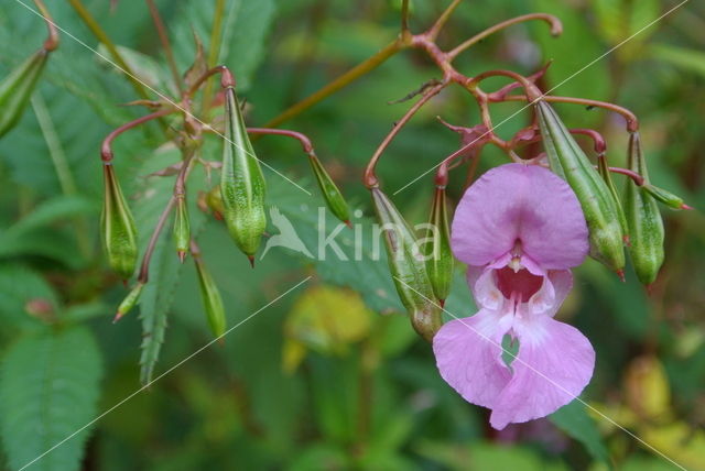 Reuzenbalsemien (Impatiens glandulifera)