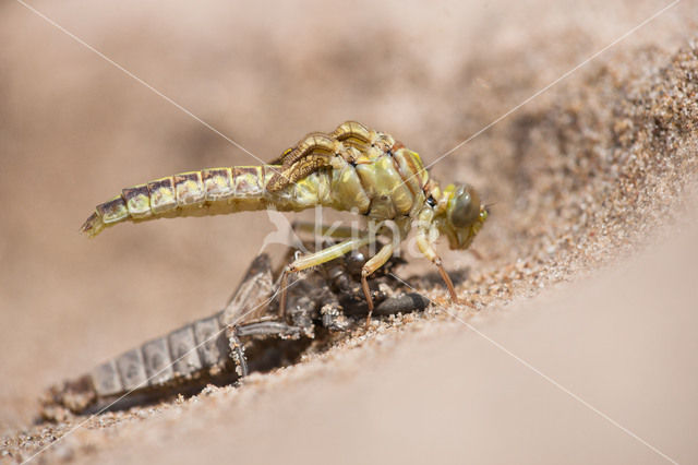 Rivierrombout (Gomphus flavipes)