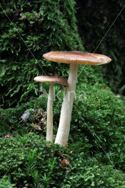 Roodbruine slanke amaniet (Amanita fulva)