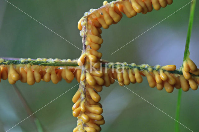 Slime mould (Myxomyceet spec.)