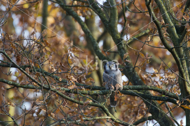 Northern Hawk Owl (Surnia ulula)