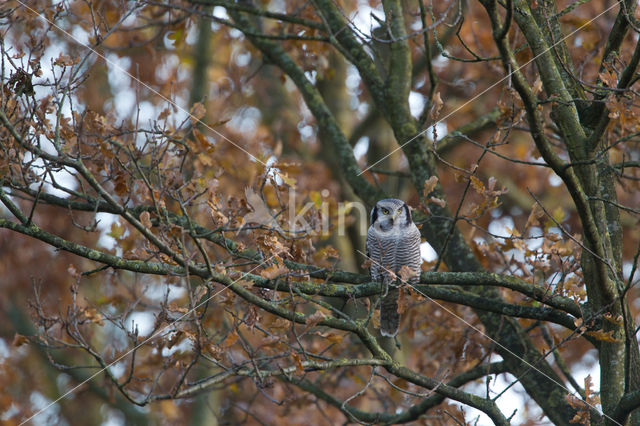 Northern Hawk Owl (Surnia ulula)