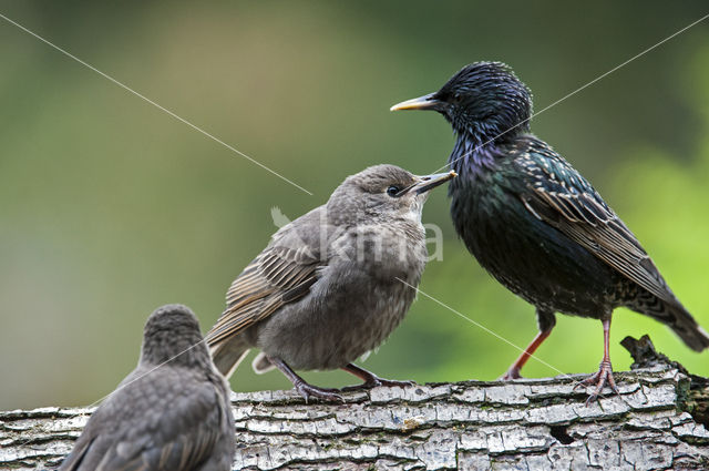 Spreeuw (Sturnus vulgaris)