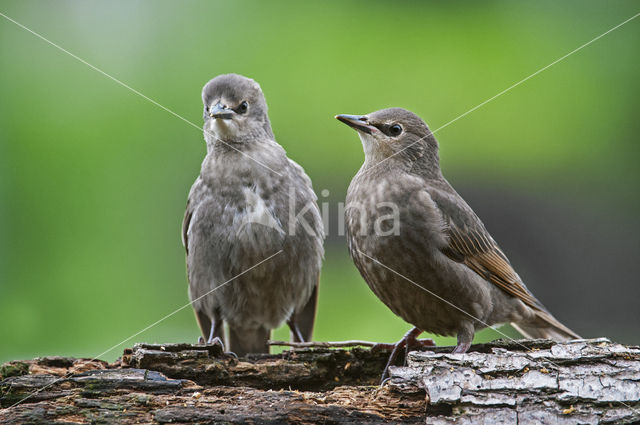 Spreeuw (Sturnus vulgaris)