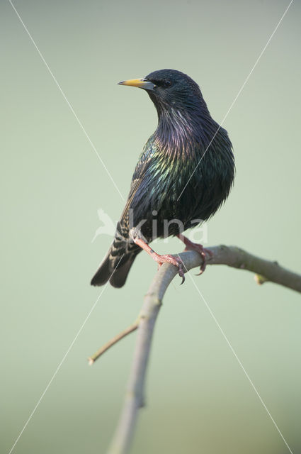 European Starling (Sturnus vulgaris)