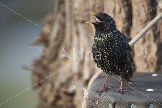 European Starling (Sturnus vulgaris)