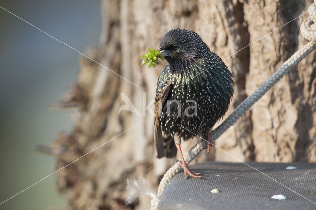 Spreeuw (Sturnus vulgaris)