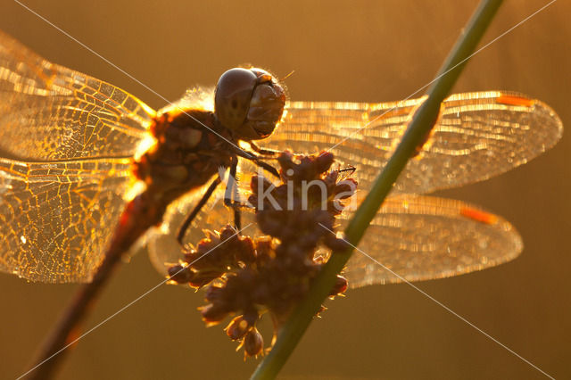 Steenrode heidelibel (Sympetrum vulgatum)