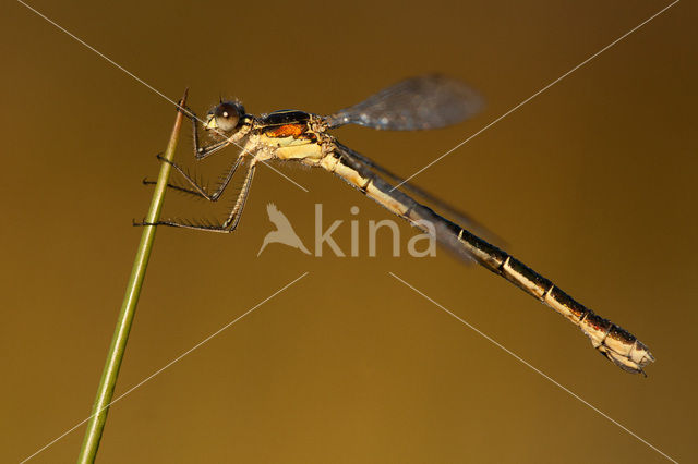 Tangpantserjuffer (Lestes dryas)