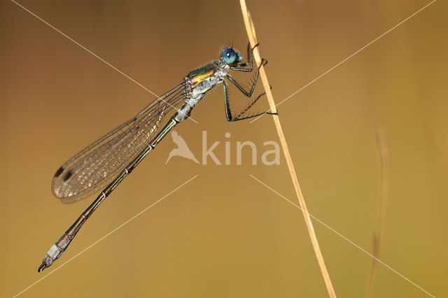 Tangpantserjuffer (Lestes dryas)