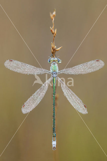 Tengere pantserjuffer (Lestes virens)