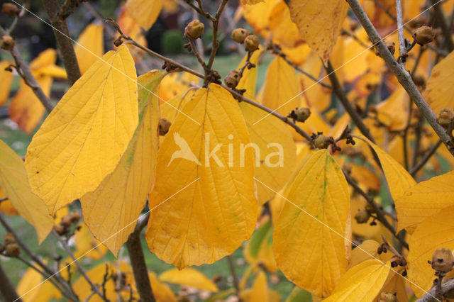 Toverhazelaar (Hamamelis mollis)