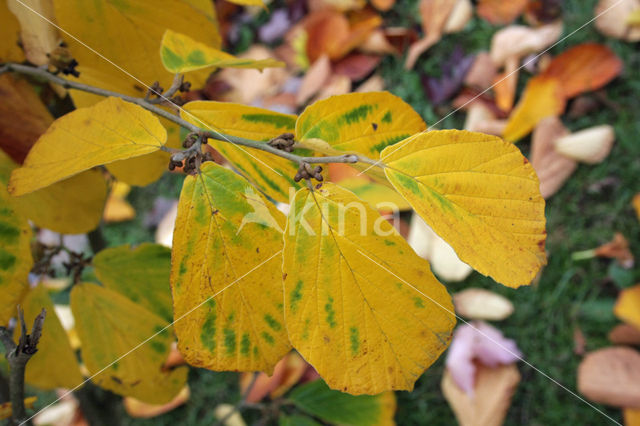 Toverhazelaar (Hamamelis mollis)