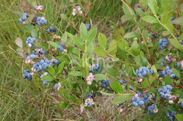 Highbush Blueberry (Vaccinium corymbosum)