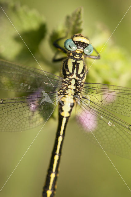 Turkse rombout (Gomphus schneiderii)