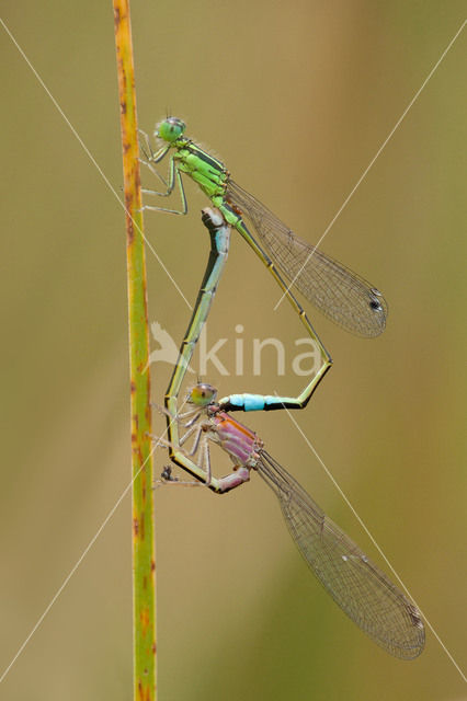 Tyrrheens lantaarntje (Ischnura genei)