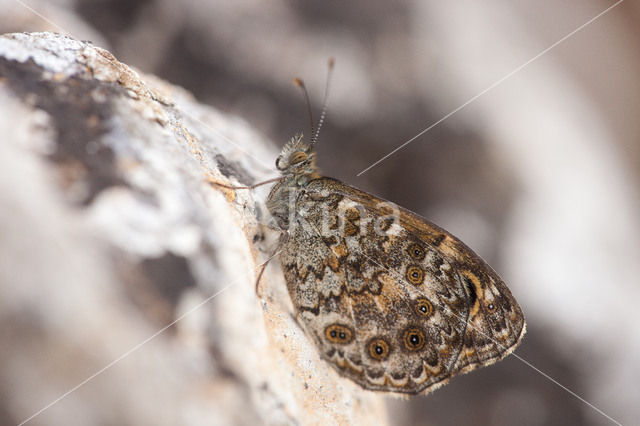 Vale argusvlinder (Lasiommata paramegaera)