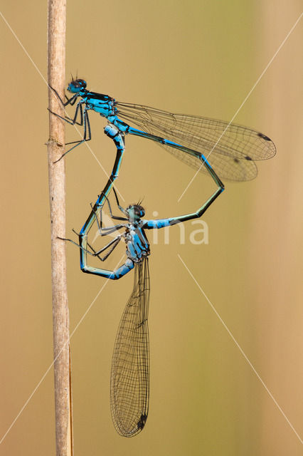 Variabele waterjuffer (Coenagrion pulchellum)