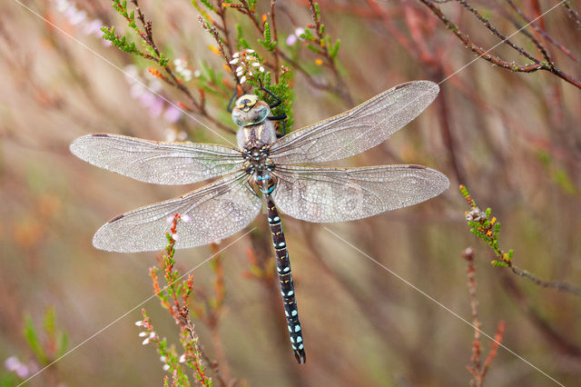 Venglazenmaker (Aeshna juncea)