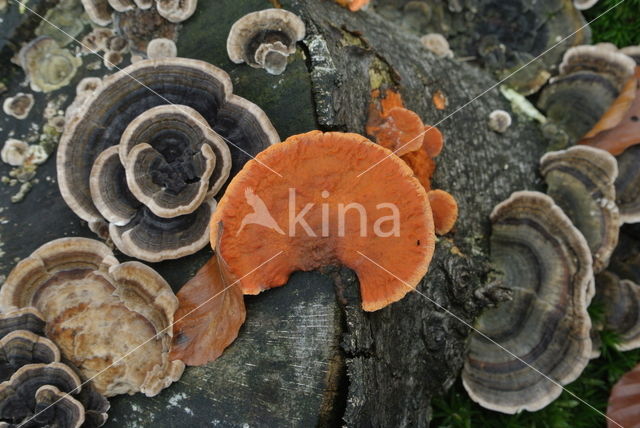 Cinnabar Bracket (Pycnoporus cinnabarinus)