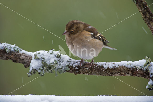 Chaffinch (Fringilla coelebs)