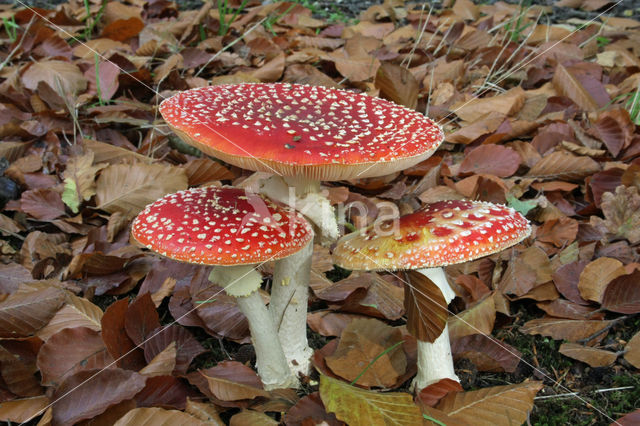 Vliegenzwam (Amanita muscaria)