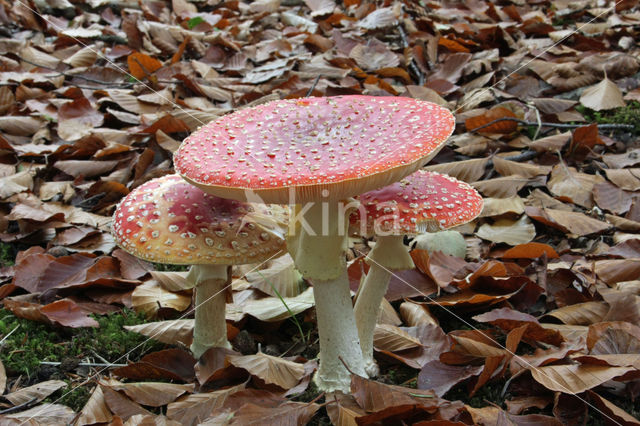 Vliegenzwam (Amanita muscaria)