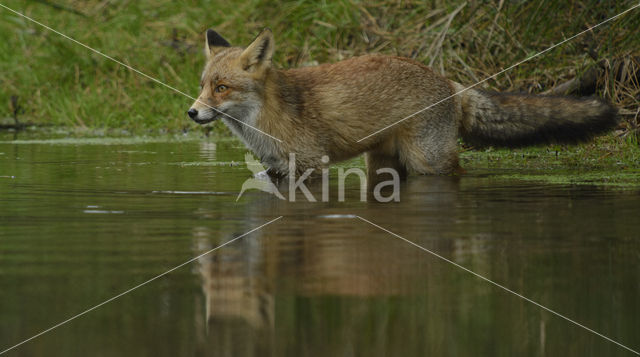 Vos (Vulpes vulpes)