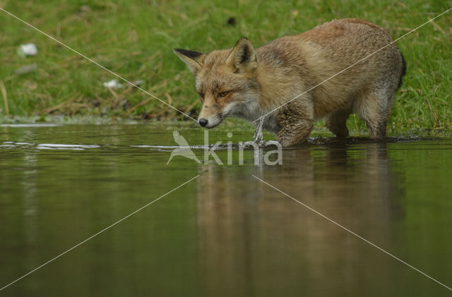 Vos (Vulpes vulpes)