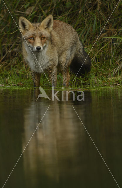 Vos (Vulpes vulpes)