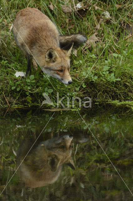 Vos (Vulpes vulpes)