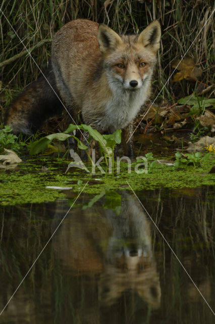 Vos (Vulpes vulpes)