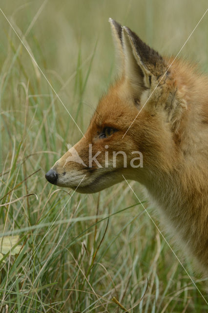 Vos (Vulpes vulpes)