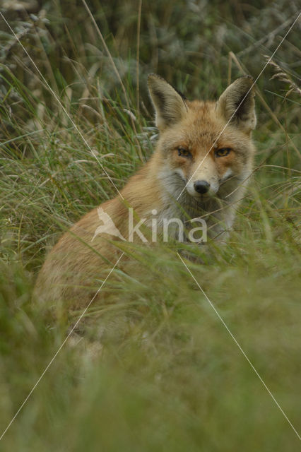 Vos (Vulpes vulpes)