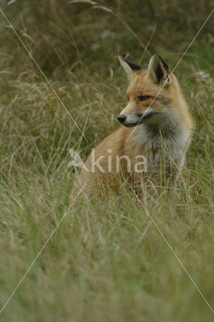 Vos (Vulpes vulpes)