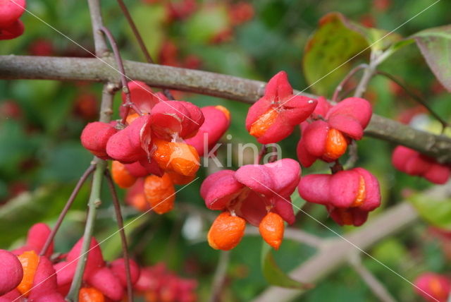 Wilde kardinaalsmuts (Euonymus europaeus)