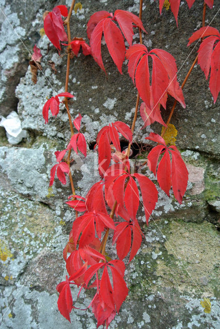 Wingerd spec. (Parthenocissus spec.)