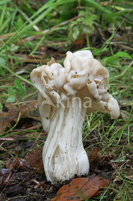 Witte kluifzwam (Helvella crispa)