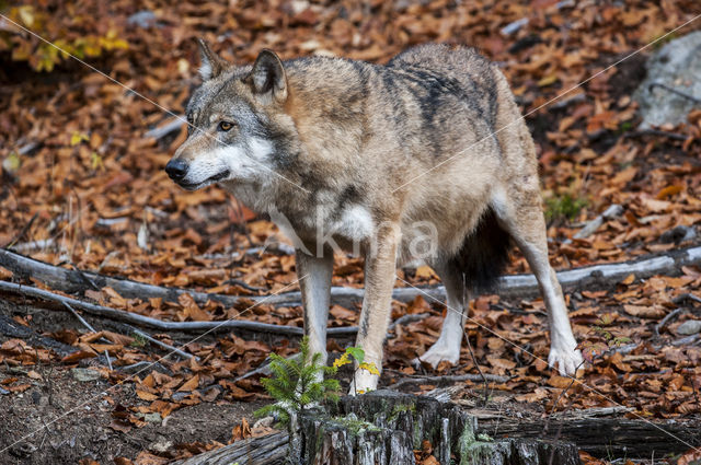 Grey Wolf (Canis lupus)