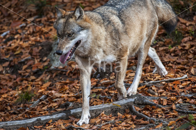 Wolf (Canis lupus)