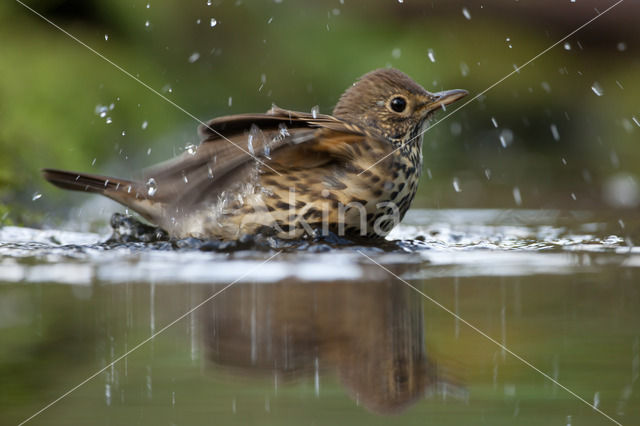 Zanglijster (Turdus philomelos)