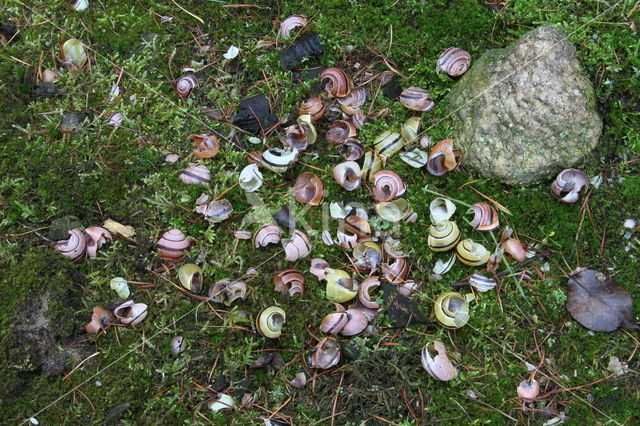 Zanglijster (Turdus philomelos)