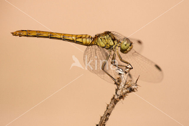 Zuidelijke heidelibel (Sympetrum meridionale)