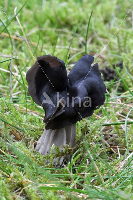 Zwarte kluifzwam (Helvella lacunosa)