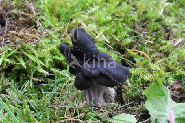 Zwarte kluifzwam (Helvella lacunosa)