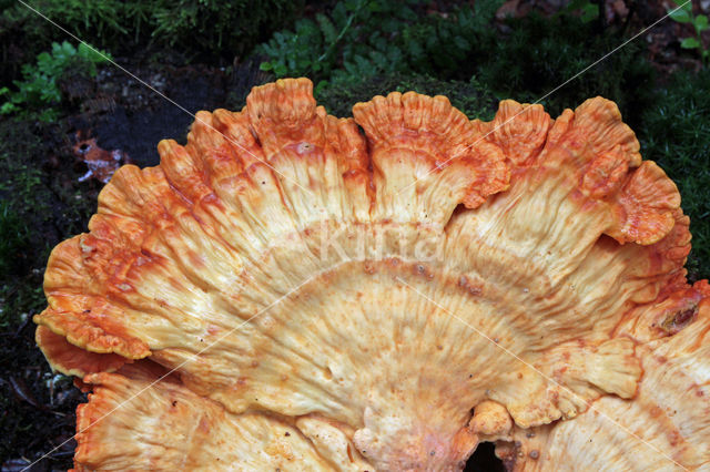 Zwavelzwam (Laetiporus sulphureus)