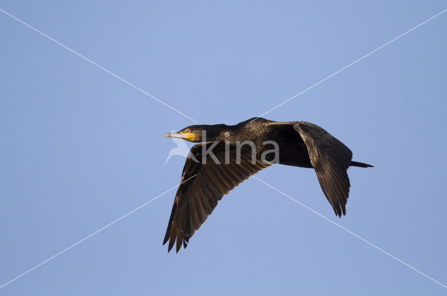 Aalscholver (Phalacrocorax carbo)