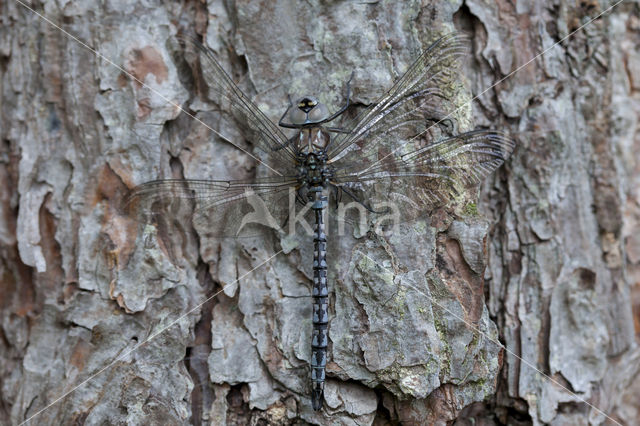 Azuurglazenmaker (Aeshna caerulea)